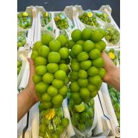 ราคา องุ่นไซมัสคัส Shine Muscat เกรดพรี่เมี่ยม น้ำหนัก 3 kg 3 4 ช่อ ส่งฟรี (20676983749)