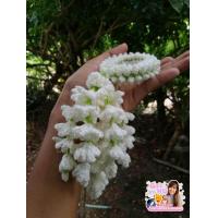 ราคา พวงมาลัยอุบะดอกมะลิ มาลัยโครเชต์ (1008292315)