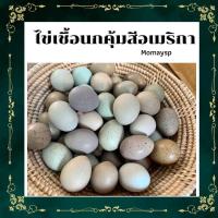 ราคา ไข่เชื้อนกคุ้มสีอเมริกา จำนวน 10 ฟอง (20557381352)