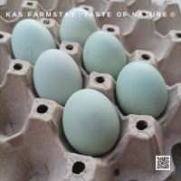 ราคา ไข่เชื้อสำหรับฟัก สายพันธุ์ swedish isbar chicken (20800817873)