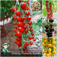 ราคา 100 เมล็ด ปลูกง่าย เมล็ดสด100 เมล็ดพันธุ์ มะเขือเทศเชอร์รี่ บอนสี สีแดง สีเหลือง สีดำ Cherry Tomato Seeds เมล็ดผลไม้ เมล็ดพันธุ์ผัก พันธุ์ไม้ผล บอนไซ มะเขือเทศ ต้นบอนสี เมล็ดบอนสี ผักออแกนิค ต้นผลไม้ 