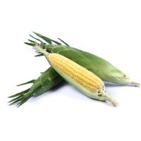 ราคา ข้าวโพดหวาน แพค 3 ฝักใหญ่ สด สะอาด รับประกันคุณภาพ (14973554545)