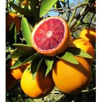 ราคา ต้นส้มสีเลือด พันธุ์โมโล Moro Blood Orange เนื้อในสีแดง น้ำส้มแดงเหมือนน้ำเลือด หวานอร่อย หายาก (20398155788)