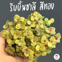 ราคา ริบบิ้นชาลีสีทอง กระถาง3นิ้ว ไม้อวบน้ำ กุหลาบหิน cactus succulentหลากหลายสายพันธุ์ (5531446178)