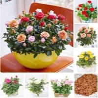 ราคา 30 เมล็ด เมล็ดพันธุ์ ดอกกุหลาบ สีคละสี พันธุ์แคระ กุหลาบจิ๋ว Rose Seeds (9107949088)