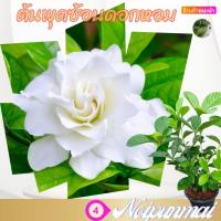 ราคา ต้นพุดซ้อน กระถาง 6 นิ้ว ส่งพร้อมกระถาง (20287311881)