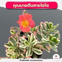 ราคา รวมกุหลาบหินและไม้อวบน้ำ กระถาง2นิ้ว หลายสายพันธุ์ ส่งทั้งกระถาง cactus succulent (20884689201)
