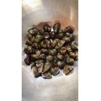 ราคา หอยจูบ หอยขม ไซส์จ้ำโบ้ ขนาด 1 kg (20206582715)