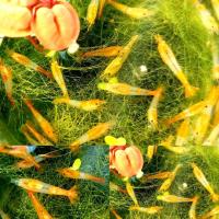 ราคา กุ้งแคระ มีหลายแบบ (20784745771)