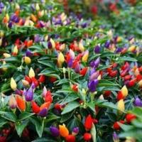 ราคา พริกสีรุ้ง ถูกที่สุด 10บ เมล็ดพันธุ์พริกสีรุ้ง 10 เมล็ด พริก 7 สี โตไว พุ่มใหญ่ ปลูกประดับสวยมาก (20799212152)