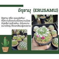 ราคา อิรุซามุ Erusamu Mammillaria แมมมิลลาเรีย แคคตัส กระบองเพชร MA00 (20691930599)