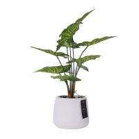 ราคา ต้นไม้เทียม ต้นเงินไหลมา 50 ซม พร้อมกระถาง EA (20692388522)