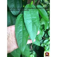 ราคา ใบรางจืด ราชาแห่งการถอนพิษใบสด ว่านรางจืด สามารถนำไปตากแห้งเพื่อทำเป็นใบชารางจืดได้ จำหน่าย 100 ใบ 45 บาทใบสวยสมบูรณ์ ปลอดสารพิษ100เปอร์น (20009201476)