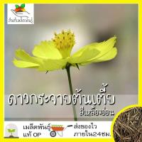 ราคา เมล็ดพันธุ์ ชุด ดอกดาวกระจาย ดอกคอสมอส ปลูกง่าย ทนร้อนโตไว พร้อมส่ง ดาวกระจายเซนเซชั่น สีขาว พิโคที สีแดง สีชมพู สีเหลือง ขายดี (8914617426)