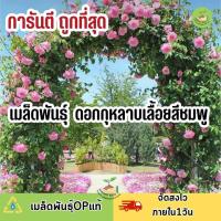 ราคา ถูกที่สุด เมล็ดพันธุ์ ดอกกุหลาบเลื้อยสีชมพู (18826696536)