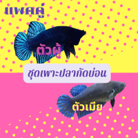 ราคา ปลากัดแบบคุ้ม ปลากัดหม้อมาเล ปลากัดหม้อแบบแพคคู่ ผู้ เมีย ได้2 ตัวสุดคุ้ม (20796788539)