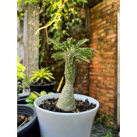 ราคา มะพร้าวทะเลทรายลาฟรานี่ Dorstenia Lavrani เพศเมีย female (20657557539)