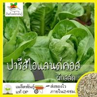 ราคา เมล็ดพันธุ์ ผักสลัด ปารีสไอแลนด์คอส 1000 เมล็ด Parris island Cos Lettuce Seed เมล็ดพันธุ์แท้ นำเข้าจากต่างประเทศ โตไว (7205912496)
