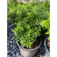 ราคา ต้นโมกเวียดนาม โมกแคระ กระถาง 5 นิ้ว (17099349758)