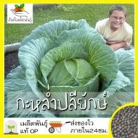 ราคา เมล็ดพันธุ์ กะหล่ำปลียักษ์ 300 เมล็ด Giant Russian Cabbage Seed เมล็ดพันธุ์แท้100 นำเข้าจากต่างประเทศ ปลูกผัก สวนครัว ราคาถูก (3752952364)