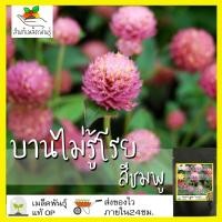 ราคา เมล็ดพันธุ์ ชุดดอกบานไม่รู้โรย ดอกไม้ ปลูกง่าย โตไว บานไม่รู้โรยสีแดง บานไม่รู้โรยสีชมพู บานไม่รู้โรยสีขาว พร้อมส่ง (10203467825)