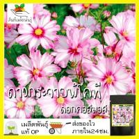 ราคา เมล็ดพันธุ์ ชุด ดอกดาวกระจาย ดอกคอสมอส ปลูกง่าย ทนร้อนโตไว พร้อมส่ง ดาวกระจายเซนเซชั่น สีขาว พิโคที สีแดง สีชมพู สีเหลือง ขายดี (8914617423)