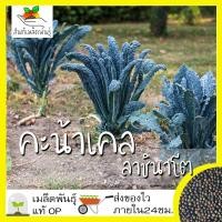ราคา เมล็ดพันธุ์ คะน้าเคล ลาชินาโต 400 เมล็ด Lacinato Kale Seed เมล็ดพันธุ์แท้100 นำเข้าจากต่างประเทศ ปลูกผักสวนครัว ไดโนเคล (2939080782)