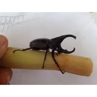 ราคา ด้วงกว่างชนขนาด 25 61 ชนไม่เก่ง (20823635966)