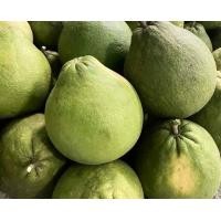 ราคา ส้มโอทับทิมสยาม อร่อย ราคาถูก (20729115988)