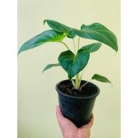 ราคา ต้นเสน่ห์จันทร์ขาว เสน่ห์จันทร์ขาว กระถาง 6 นิ้ว (17744807592)