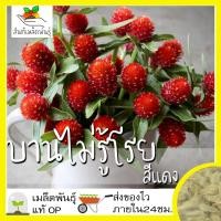 ราคา เมล็ดพันธุ์ ชุดดอกบานไม่รู้โรย ดอกไม้ ปลูกง่าย โตไว บานไม่รู้โรยสีแดง บานไม่รู้โรยสีชมพู บานไม่รู้โรยสีขาว พร้อมส่ง (10203467823)