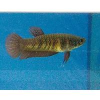ราคา ปลากัดแม่พันธุ์ ตัวใหญ่ คุณภาพพร้อมผสม นำไปเพาะพันธุ์ได้เลย ตัวเมียอีสาน1ตัว ใหญ่ รับประกันสินค้า100 (20841630968)