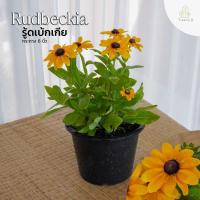 ราคา Treeno 9 T75 รู้ดเบ้กเกีย ไทเกอร์ อายส์ Tiger Eye Gold Rudbeckia กรถาง 8 นิ้ว สูง 30 40 ซม ไม้ประดับ ไม้ดอก ต้นไม้ (20871824739)