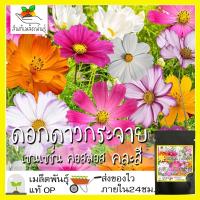 ราคา เมล็ดพันธุ์ ชุด ดอกดาวกระจาย ดอกคอสมอส ปลูกง่าย ทนร้อนโตไว พร้อมส่ง ดาวกระจายเซนเซชั่น สีขาว พิโคที สีแดง สีชมพู สีเหลือง ขายดี (8914617421)