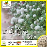 ราคา เมล็ดพันธุ์ ชุดดอกบานไม่รู้โรย ดอกไม้ ปลูกง่าย โตไว บานไม่รู้โรยสีแดง บานไม่รู้โรยสีชมพู บานไม่รู้โรยสีขาว พร้อมส่ง (10203467824)