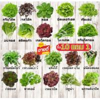 ราคา เมล็ดพันธุ์ เมล็ดผัก เมล็ดพันธุ์สลัด กรีนโอ๊ค กรีนคอส เรดโอ๊ค เรดคอส เรดโอ๊ค ฟิลเลย์ เรดคอรอล ผักกาดแก้ว ผักกาดหอม บัตเตอร์เฮดเรดโบว์ กรีนโบว์ อินทรีย์ ผักสลัด 16 ชนิด 1600 เมล็ด 159 บาท มีคู่มือการปล