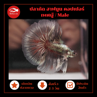 ราคา ปลากัด ฮาฟมูน สีคอปเปอร์ สีหายาก ตัวจริงสีตรงปก สีตามรูปเลย เพศผู้ มีประกันสินค้า ปลากัดสวยงาม แฟนซี (20889298091)