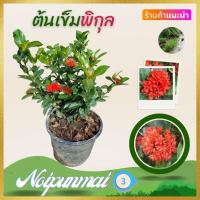 ราคา ต้นเข็มพิกุล เข็มรั้ว กระถาง 6 นิ้ว ส่งพร้อมกระถาง ไม้จัดสวน (20694353796)