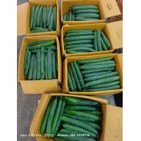 ราคา แตงกวาญี่ปุ่น อร่อย สด (20724024526)
