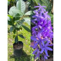 ราคา ต้นพวงครามออสเตรเลีย 1ต้น สูง40 50เซนฯดอกสีม่วงพวงสวยงาม (9923181278)
