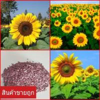 ราคา ขายถูก เมล็ดพันธุ์ทานตะวัน แมมมอธ 1000 เมล็ด ปลูกโชว์สวยงาม ทนแล้ง ดอกใหญ่ โตเร็ว (1606352755)