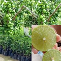 ราคา มะนาวสุขประเสริฐ มะนาวไร้เมล็ดเปลือกบาง ต้นพันธ์ุมะนาวแป้นสุขประเสริฐ เสียบยอด กิ่งพันธุ์ มะนาวพันธุ์แท้พร้อมปลูก (20717282935)