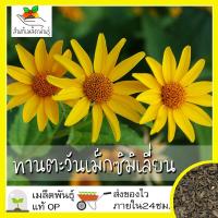 ราคา เมล็ดพันธุ์ ทานตะวันเม็กซิมิเลี่ยน ทานตะวันดอกดก 100 เมล็ด Maximilian Sunflower เมล็ดพันธุ์แท้ นำเข้าจากต่างประเทศ (6257472040)