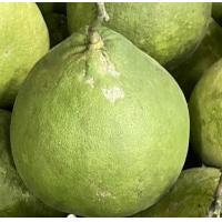 ราคา ส้มโอทับทิมสยาม 1 4 1 5 กก (20739379960)