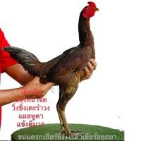 ราคา ไข่ ไข่มีเชื้อ ไข่ไก่ชน ไก่สีเยียร์ สีเยียร์ ส มีสุวรรณ กระดูก โครงสร้าง พม่าตีไทย เยียร์อวตาร ไข่ไก่มีเชื้อ 1 ใบ (20812902832)