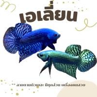 ราคา เอเลี่ยน Hybrids betta สีเขียวและน้ำเงิน (21019470586)