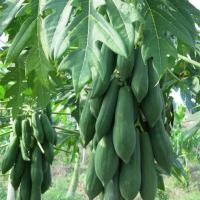 ราคา เมล็ดพันธุ์ มะละกอ แขกนวลดำเนิน ยาว ใหญ่ ลูกดก พันธุ์มะละกอดำเนิน มะละกอ แขกนวลดำเนิน แขกนวล มะละกอตำส้มตำ มะละกอดำเนิน (20991000141)