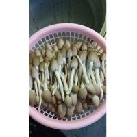 ราคา เห็ดโคนน้อย6ก้อนชุดเลี้ยงง่าย (19850316093)