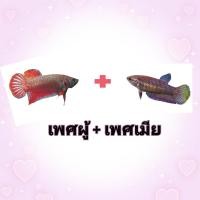 ราคา จัดโปรลดราคา ปลากัดป่าแก้มแดง ราคาถูก ปลากัดป่าเพศผู้ ปลากัดป่าเพศเมีย 1คู่ พร้อมรัด มีเก็บเงินปลายทาง (21201024051)