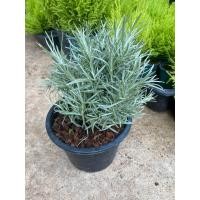 ราคา ต้นโรสแมรี่ โรสแมรี่คลูลิ่ง ใบมีกลิ่นหอม กระถาง 6 8 นิ้ว (21115117403)